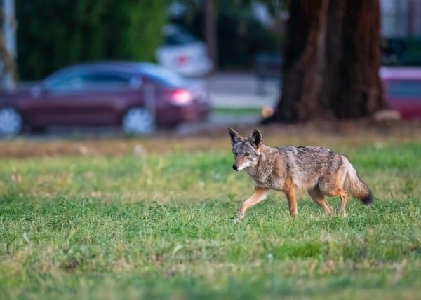 Erinnerung: Schützen Sie Ihren Hund im Winter vor Kojoten