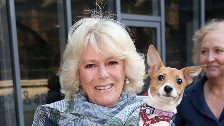 Camilla, Queen Consort, spricht über die Adoption von Hunden