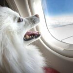 Pet Rescue Pilots veranstaltet Spezialflug für ältere Hunde