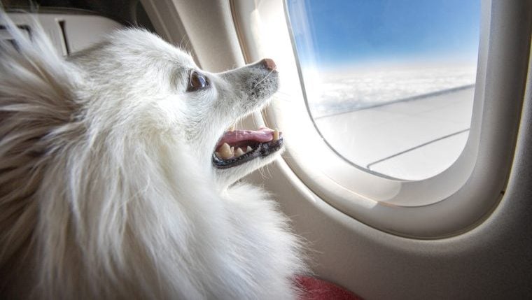 Pet Rescue Pilots veranstaltet Spezialflug für ältere Hunde
