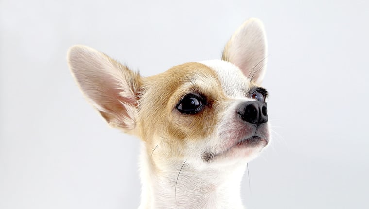 Streunender Chihuahua umarmt die Bühne mit neuen Eltern