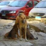 Blinder Straßenhund aus Ägypten nach Großbritannien gebracht