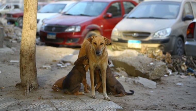 Blinder Straßenhund aus Ägypten nach Großbritannien gebracht
