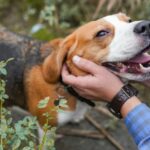 Frau in der Ukraine mit verlorenem Hund wiedervereint