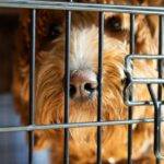 Puppy Mill Rescue hilft anderen Hunden, die Angst vor Menschen zu überwinden