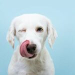 Was sind Leckmatten und wie können sie meinem Hund helfen?