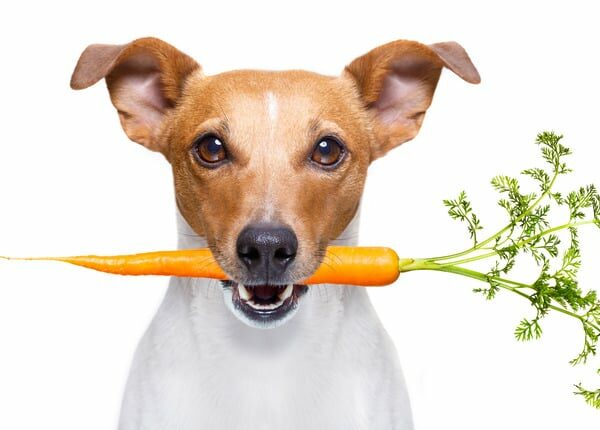 Laut einer Studie hat eine vegane Ernährung einige Vorteile für Hunde
