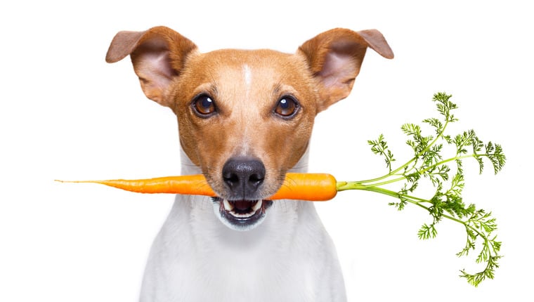 Laut einer Studie hat eine vegane Ernährung einige Vorteile für Hunde