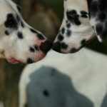Gehörlose Dalmatinerin bekommt ihren eigenen Begleithund