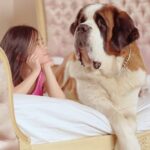 Die Kootenai Humane Society sucht ein Zuhause für große Hunde