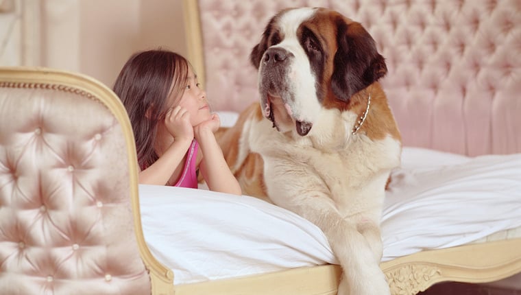 Die Kootenai Humane Society sucht ein Zuhause für große Hunde
