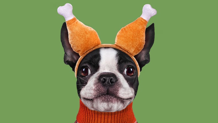 Das beste Reddit 'AITA?'  Beiträge über das Mitbringen eines Hundes zu Thanksgiving