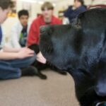 Support Dog Group hilft Studenten und Hunden mit neuem Stipendium