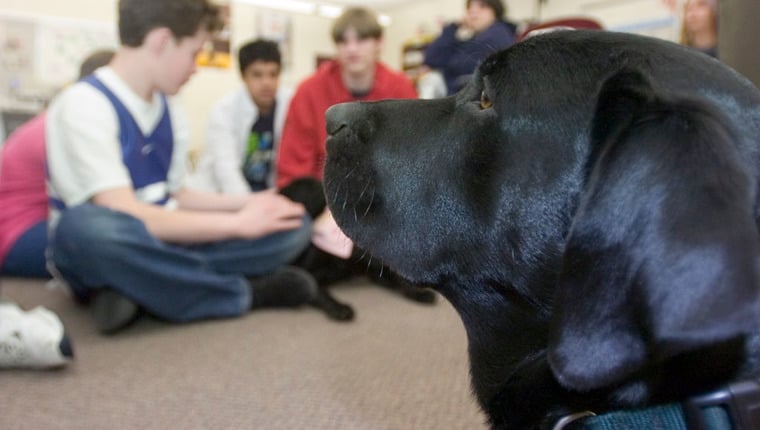 Support Dog Group hilft Studenten und Hunden mit neuem Stipendium