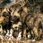 Wilde afrikanische Hunde werden durch den Klimawandel verletzt
