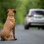 Ausgesetzter Hund im Schrank eines Hauses in Maine gefunden