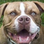 Rescue Dog wird nach dem lustigen Adoptionsposten von Shelter viral