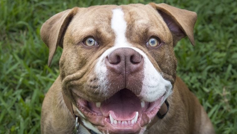 Rescue Dog wird nach dem lustigen Adoptionsposten von Shelter viral