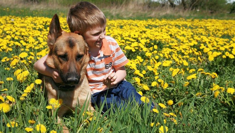 Deutscher Schäferhund rettet 6-jährigen Jungen