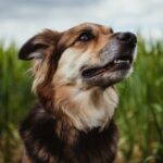 Hund weigert sich, Elternteil zurückzulassen, das von fallendem Ast getötet wurde