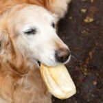 Hundemama warnt vor Hefevergiftung durch Thanksgiving Rolls