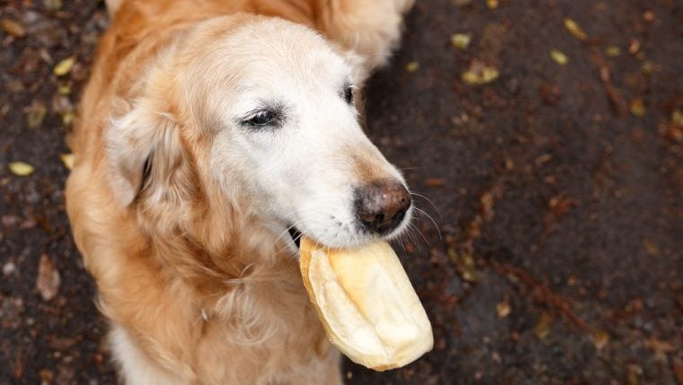 Hundemama warnt vor Hefevergiftung durch Thanksgiving Rolls