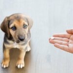 „Erste“ Kollagenergänzung für Hunde auf den Markt gebracht