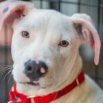 Rettungs-Pitbull bekommt zweite Chance als Therapiehund