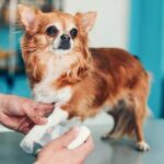 Einwohner von Virginia sammeln Spenden, um die Arztrechnungen für den Hund zu bezahlen