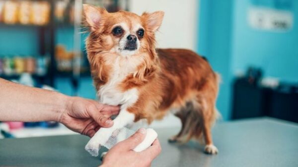Einwohner von Virginia sammeln Spenden, um die Arztrechnungen für den Hund zu bezahlen