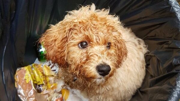 Orlando-Hund in Mülltonne gefangen, sucht für immer Zuhause