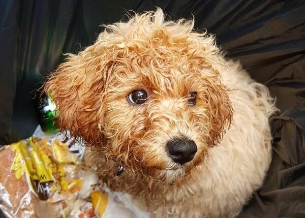 Orlando-Hund in Mülltonne gefangen, sucht für immer Zuhause
