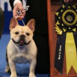 Best in Show: Französische Bulldogge gewinnt auf der National Dog Show