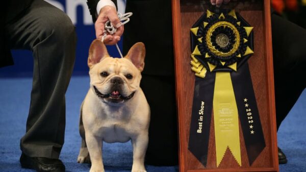 Best in Show: Französische Bulldogge gewinnt auf der National Dog Show