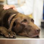 FDA genehmigt Pankreatitis-Medikament für Hunde unter Auflagen