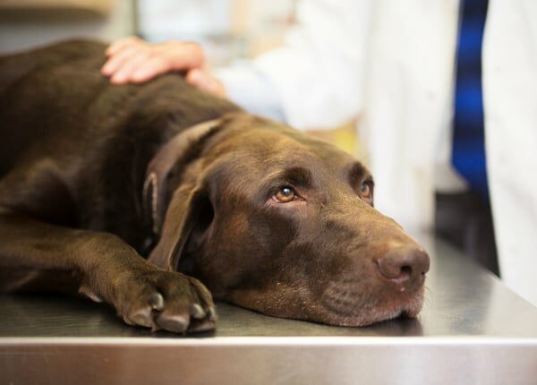 FDA genehmigt Pankreatitis-Medikament für Hunde unter Auflagen