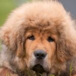 Tibetischer Mastiff schützt Rudelführer vor Wölfen