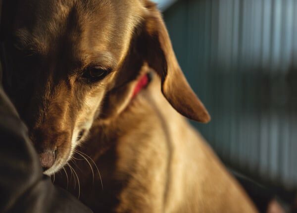 53 Rettungshunde aus Wisconsin Flugzeugabsturz gerettet