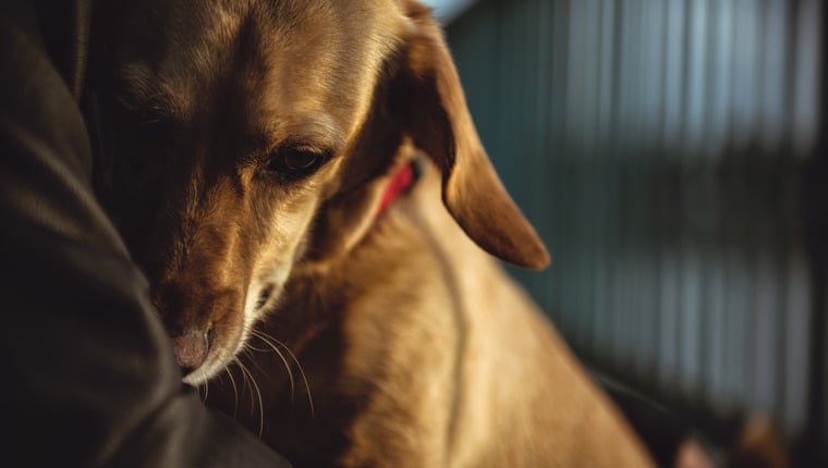 53 Rettungshunde aus Wisconsin Flugzeugabsturz gerettet