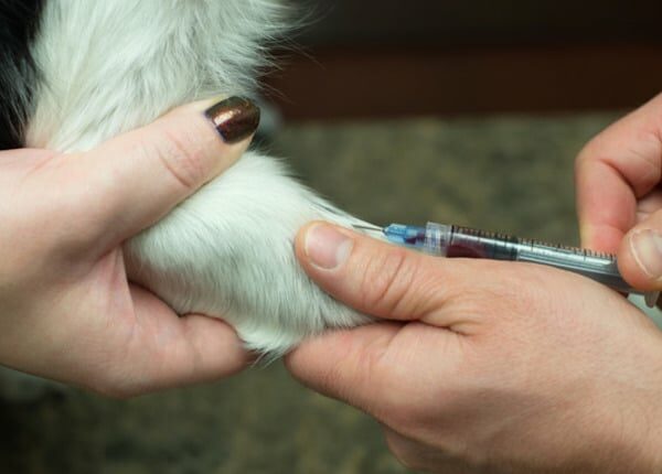 Pet Blood Bank UK rettet Hundeleben