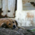 Streunende Hunde überwältigen die Inseln von Fidschi