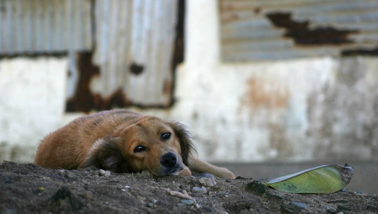 Streunende Hunde überwältigen die Inseln von Fidschi