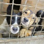 18 Hunde aus dem vietnamesischen Schlachthaus gerettet