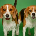 Gestohlene Hunde nach drei Jahren wieder mit Hundeeltern vereint