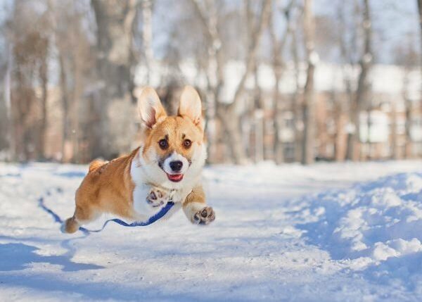 Video von Hund, der Elternteil durch Schnee zieht, wird viral