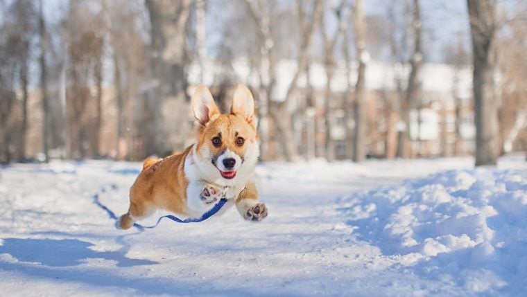 Video von Hund, der Elternteil durch Schnee zieht, wird viral
