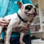 Hunde helfen Forschern herauszufinden, wie sich Krebs auf Menschen auswirkt