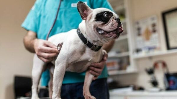 Hunde helfen Forschern herauszufinden, wie sich Krebs auf Menschen auswirkt