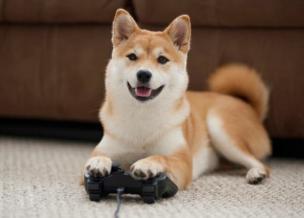 Ein britisches Startup entwickelt Videospiele für Hunde
