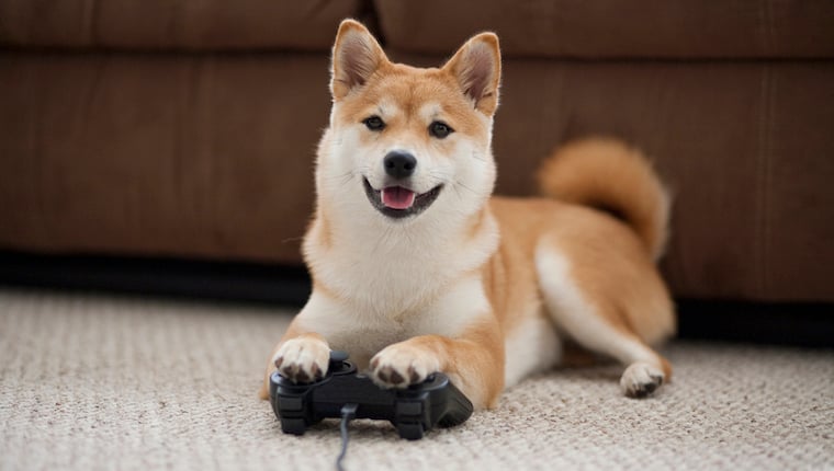 Ein britisches Startup entwickelt Videospiele für Hunde